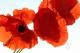 Mohn II Mohn II