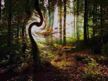 Fotokunst Wald und Honig-Spiegelwelt - surRAelatic ART - auf - Array - Fotokunst Wald und Honig-Spiegelwelt - surRAelatic ART - auf - Array -