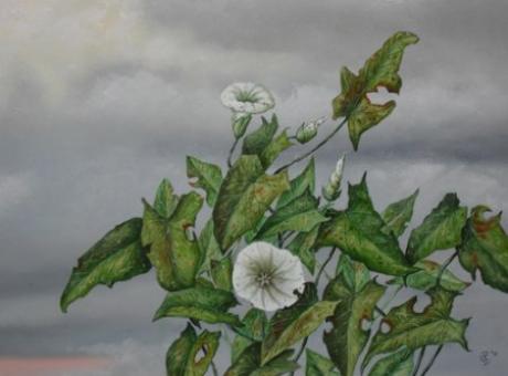 plant and clouds - Uko Post - auf Array - Array - plant and clouds - Uko Post - auf Array - Array -