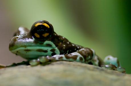 Baumhöhlenlaubfrosch - Ursula Di Chito - auf - - Baumhöhlenlaubfrosch - Ursula Di Chito - auf - -