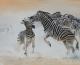 Interne KÃ¤mpfe - Erhard SÃ¼nder - Pastell auf  - Wildtiere - Fotorealismus