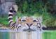 schwimmender Tiger schwimmender Tiger