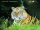 Clemson-Tiger Clemson-Tiger