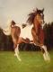 Pinto-Araber Pinto-Araber