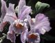 Orchidee Orchidee