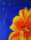 Duftende Galaxyblume Duftende Galaxyblume