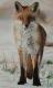 red fox red fox