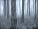 November Fog - Walter J. Pilsak - - auf  - Abstrakt-Wald - 