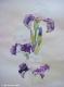 Duftende Iris (2000) von Lilly Ilumina - Lilly Ilumina - Aquarell auf Papier - Sonstiges - 
