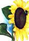 Sunflower 3 -Lutz Erler- - Lutz Erler - Aquarell auf Papier - Sonstiges - 