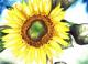 Sunflower 5 -Lutz Erler- - Lutz Erler - Aquarell auf Papier - Sonstiges - 