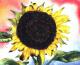 Sunflower 7 -Lutz Erler- - Lutz Erler - Aquarell auf Papier - Sonstiges - 