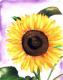 Sunflower 8 -Lutz Erler- - Lutz Erler - Aquarell auf Papier - Sonstiges - 