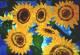 Sunflower -Lutz Erler- - Lutz Erler -  auf  - Sonstiges - 