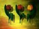 flying tulips flying tulips