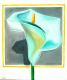 Calla Calla
