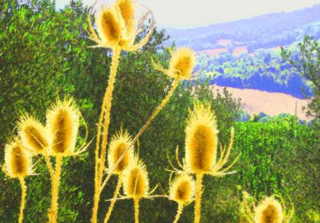 Diesteln am Hang - Timm-H. Wemper -  auf  - Array - 