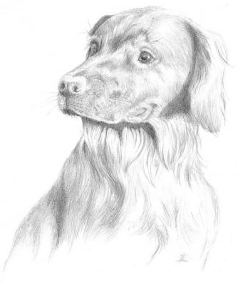 Irish Setter (2002) Ulf-Peter Schwarz - Ulf-Peter (UP) Schwarz - Array auf - Array - Irish Setter (2002) Ulf-Peter Schwarz - Ulf-Peter (UP) Schwarz - Array auf - Array -