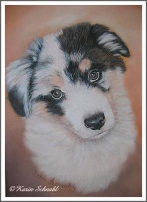 Australian Shepherd-Welpe - Karin Schnabl - Array auf - Array - Australian Shepherd-Welpe - Karin Schnabl - Array auf - Array -