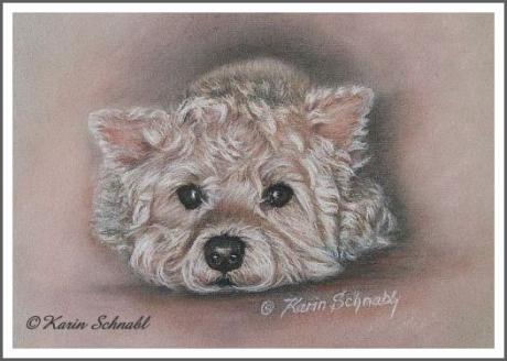 Westie -Pudel - Mix JENNY - Karin Schnabl - Array auf - Array - Westie -Pudel - Mix JENNY - Karin Schnabl - Array auf - Array -