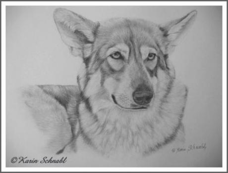 Saarloos Wolfhound LUNA I - Karin Schnabl - auf - Array - Saarloos Wolfhound LUNA I - Karin Schnabl - auf - Array -