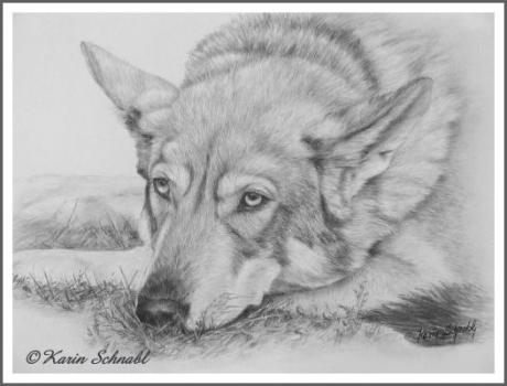 Saarloos Wolfhound LUNA II - Karin Schnabl -  auf  - Array - 