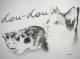 Katzen-Portait (2003) Stefan Weber - Stefan Weber - Bleistift-Graphit auf  - Sonstiges-Katzen-Portrait - 