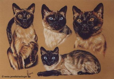 Vier Tonkanesische und Siamesische Katzen (2002) J - Janette Herlinger - Array auf  - Array - 