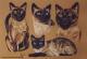Vier Tonkanesische und Siamesische Katzen (2002) J - Janette Herlinger - Pastell-Kohle auf  - Sonstiges-Katzen - 