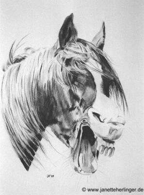 Gähnendes Pferd (1988) Janette Herlinger - Janette Herlinger - Array auf Array - Array - 