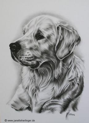 Golden Retriever Jeremy (2006) - Janette Herlinger - Array auf Array - Array - Golden Retriever Jeremy (2006) - Janette Herlinger - Array auf Array - Array -