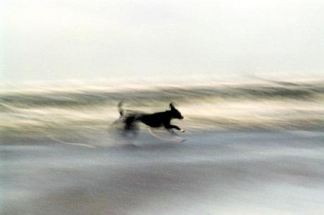 Surfer Dog (2004) Robert Küppers - Robert Küppers -  auf  - Array - 