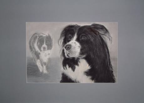 Border-Collie (2006) - Martina Heinisch - Array auf - Array - Border-Collie (2006) - Martina Heinisch - Array auf - Array -