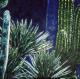 Kaktus bei Nacht - Vera  Eisberg -  auf Leinwand - Akt - 