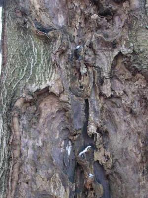 20. Geisterbaum - Burre Carmen -  auf  - Array - 
