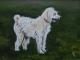 Hund Jordi (2004) Hund Jordi (2004)