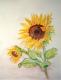 Sonnenblume (2006) - Isabel BÃ¤r - Aquarell auf Papier - Sonstiges-Sonnenblumen - 