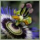 passiflora - Christine Gross -  auf  - Sonstiges - 