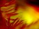 the colours of Germany (2006) - Christine Gross -  auf  - Sonstiges - 