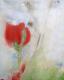 Tulpe Tulpe