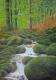 Waldbach Waldbach