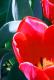 Yours flowers in my eyes #5 Yours flowers in my eyes #5
