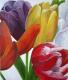 Tulpen Tulpen