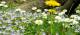 FrÃ¼hling aus der Perspektive eines Osterhasen (2) - Wolfgang Bergter - - auf  - Blumen-Wiese-FrÃ¼hling-Sonne - 