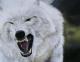 Polarwolf Polarwolf