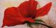 Roter Mohn Roter Mohn