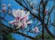 Magnolien - Maria Prachnau - Pastell auf Papier - Blumen - Fotorealismus