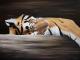 Tiger Tiger