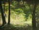 Wald, Insel Rügen Wald, Insel Rügen