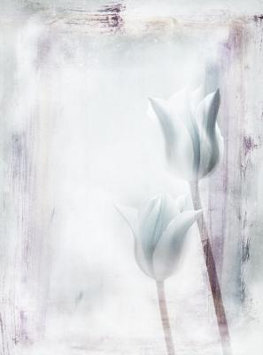Tulips - Claudia Gründler - Array auf  - Array - 